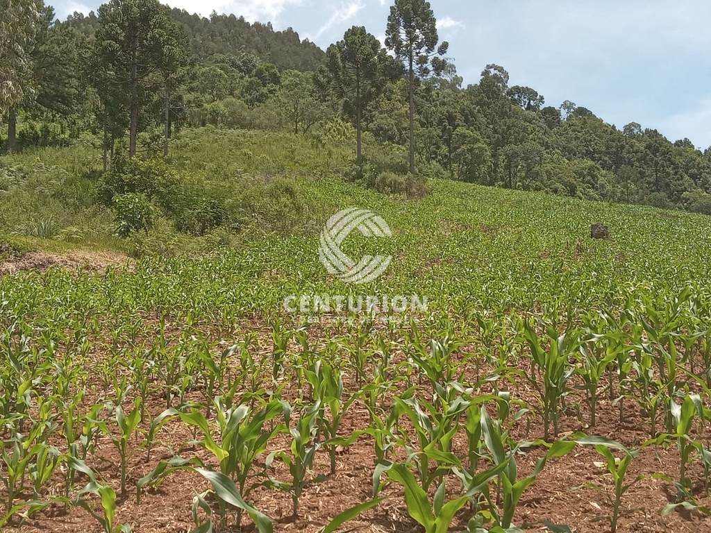 residential-/-land-lot-3-quartos-120000m2-distrito-de-nova-petropolis-joacaba-sc